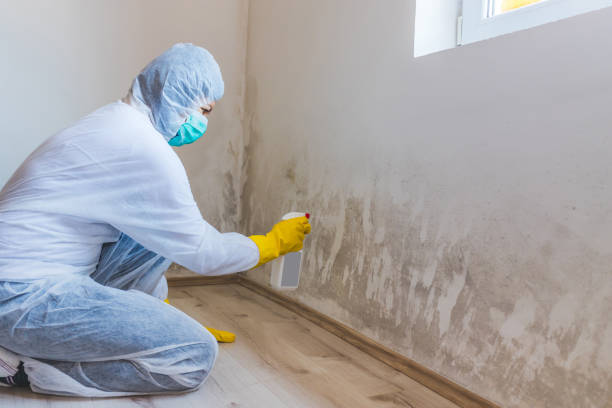 Licensed Black Mold Remediation service in Free Soil, MI - Mold Remediation HQ