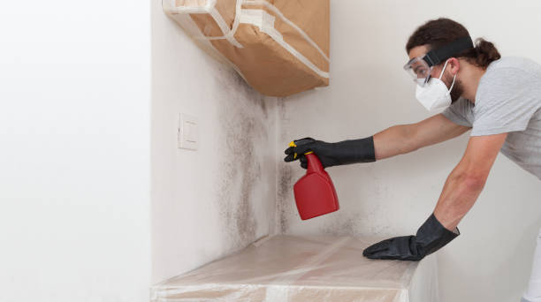 Professional Black Mold Remediation technician working in Free Soil, MI