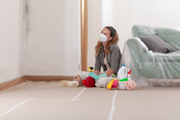 Reliable Black Mold Remediation contractor in Free Soil, MI by Mold Remediation HQ