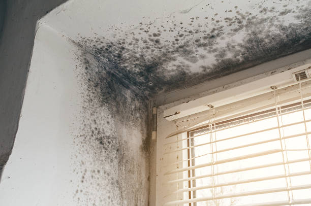 Affordable Black Mold Remediation solutions in Free Soil, MI